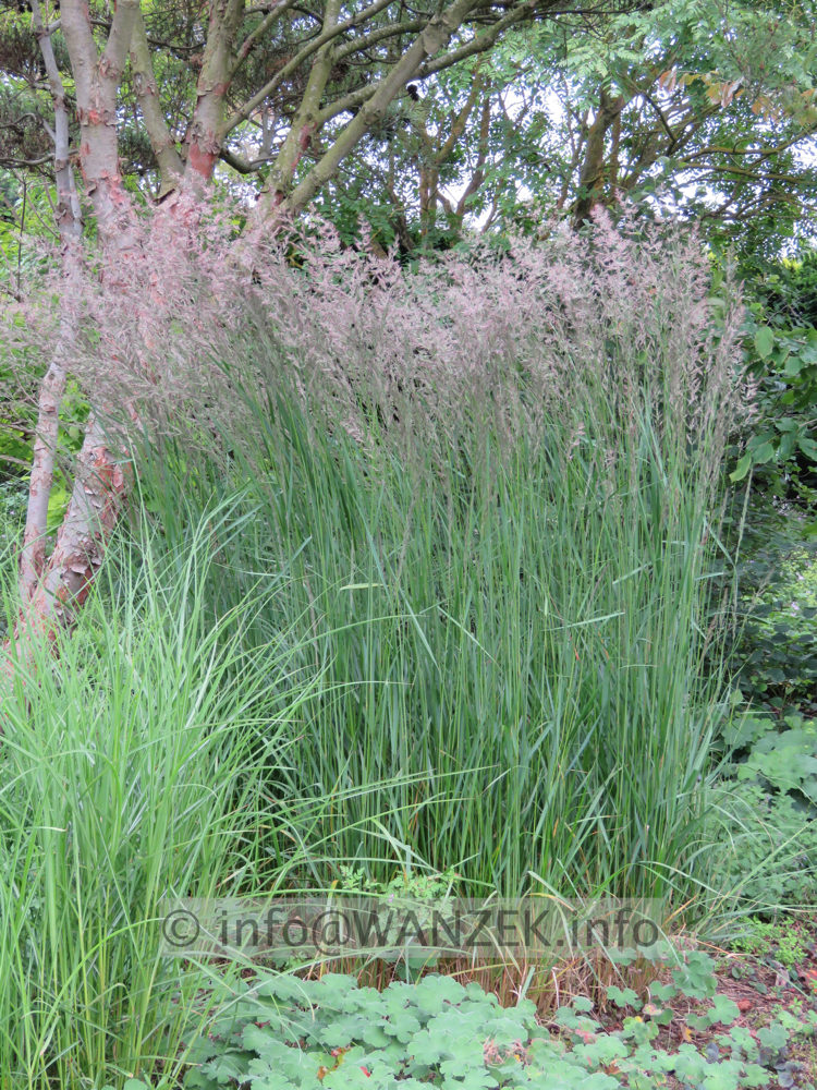 Achnatherum (Stipa) calamagrostis  001.JPG
